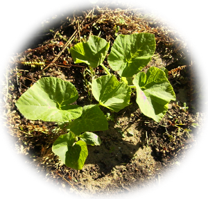 A Young Pumpkin Plant