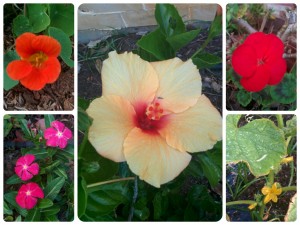five petal flower collage