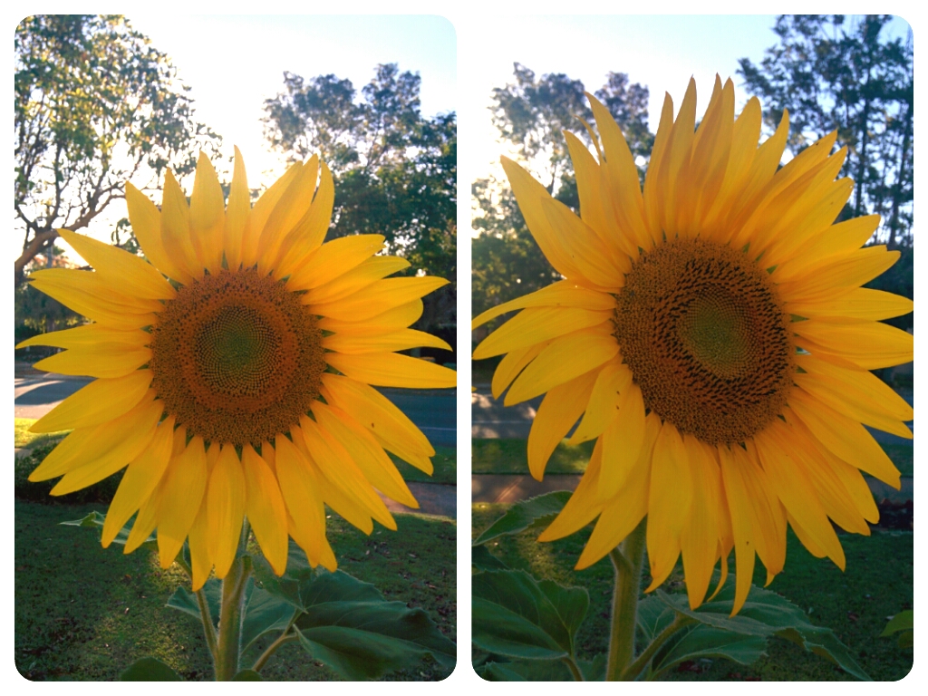 Fibonacci Flowers