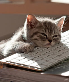 Cat On Laptop